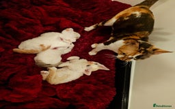 Devon Rex cats for sale: Darling Devons - Advert 1