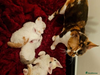 Devon Rex cats Darling Devons - Advert 1