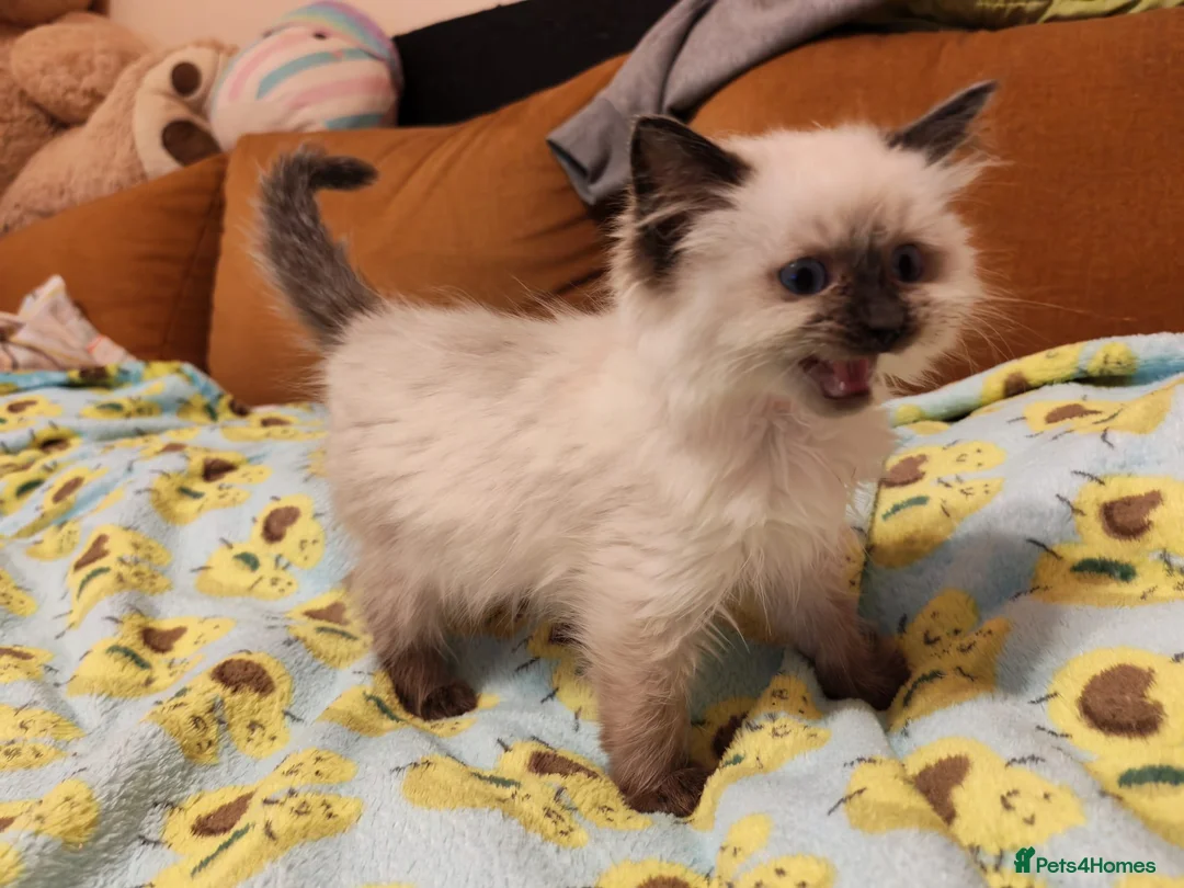Ragdoll cats for sale: Pure Ragdoll Kittens - Advert 2