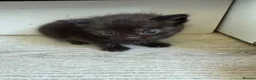 Domestic Shorthair cats for sale: 6 beautiful kittens  - Advert 14