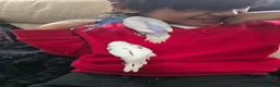 Budgerigars birds for sale: Hand tamed baby budgies for sale  in Walsall - Advert 5