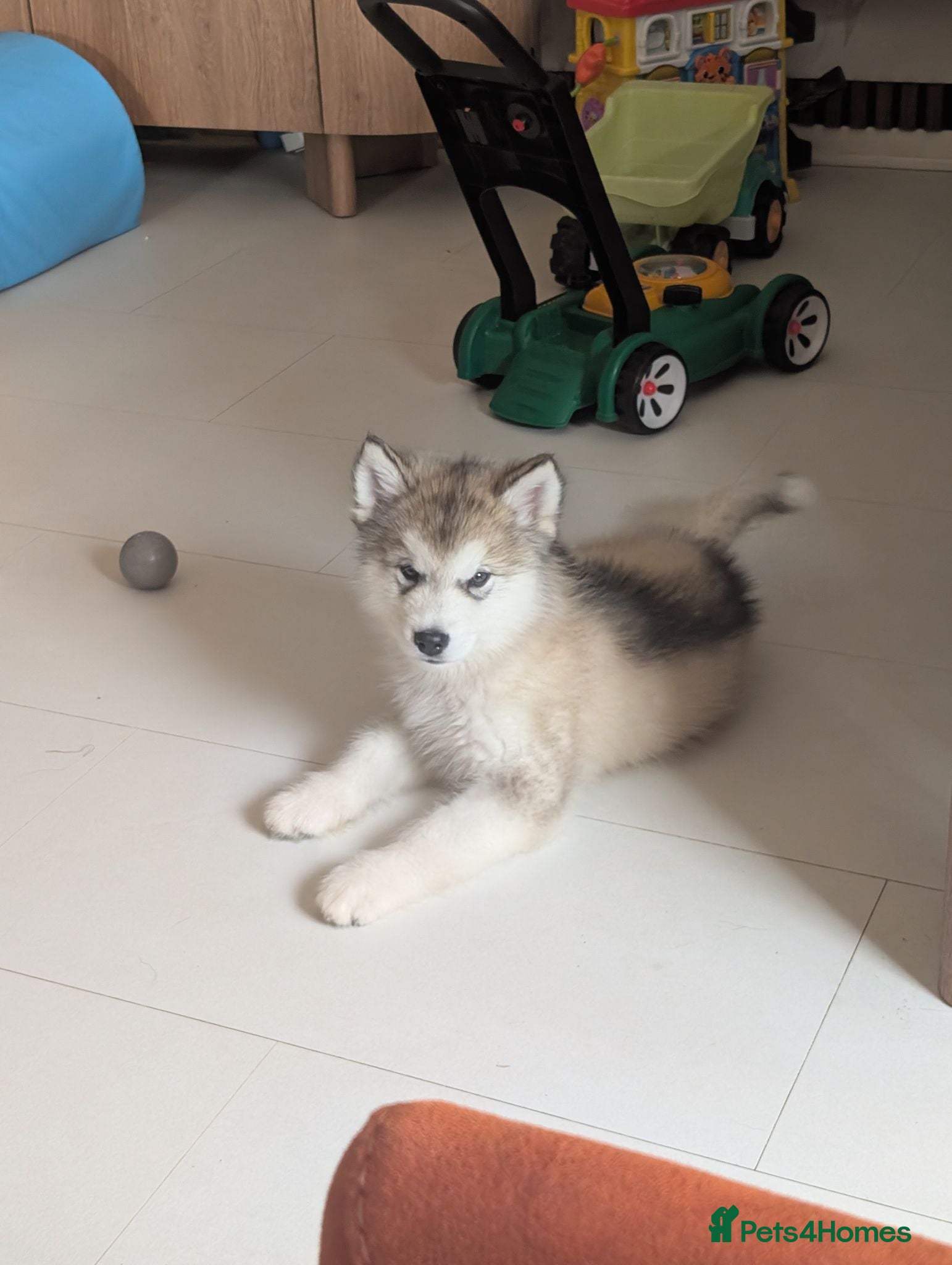 Alaskan Malamute dogs KC Reg Alaskan Malamute Puppies - Advert 2