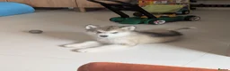Alaskan Malamute dogs for sale: KC Reg Alaskan Malamute Puppies - Advert 1