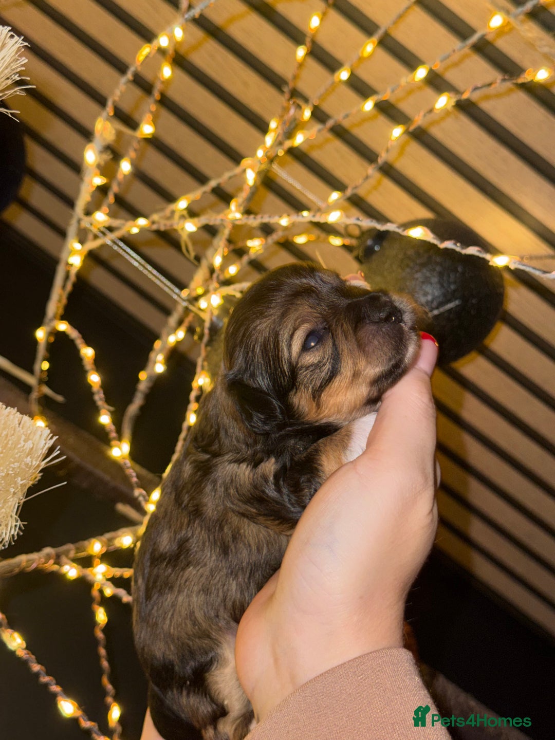Maltipoo dogs for sale: **Beautiful chocolate/apricot Malitpoo pups**  - Advert 7
