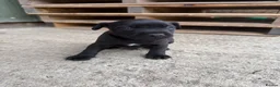 Patterdale Terrier dogs for sale: Patterdale Puppies - Advert 12