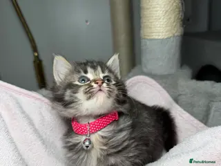 LaPerm cats Beautiful LaPerm Kittens Reservation😍 - Advert 3