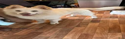 German Shepherd dogs for sale: White long haired German shepherd boy  - Advert 2