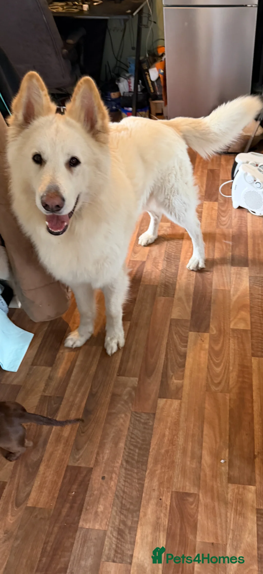 German Shepherd dogs for sale: White long haired German shepherd boy  - Advert 2