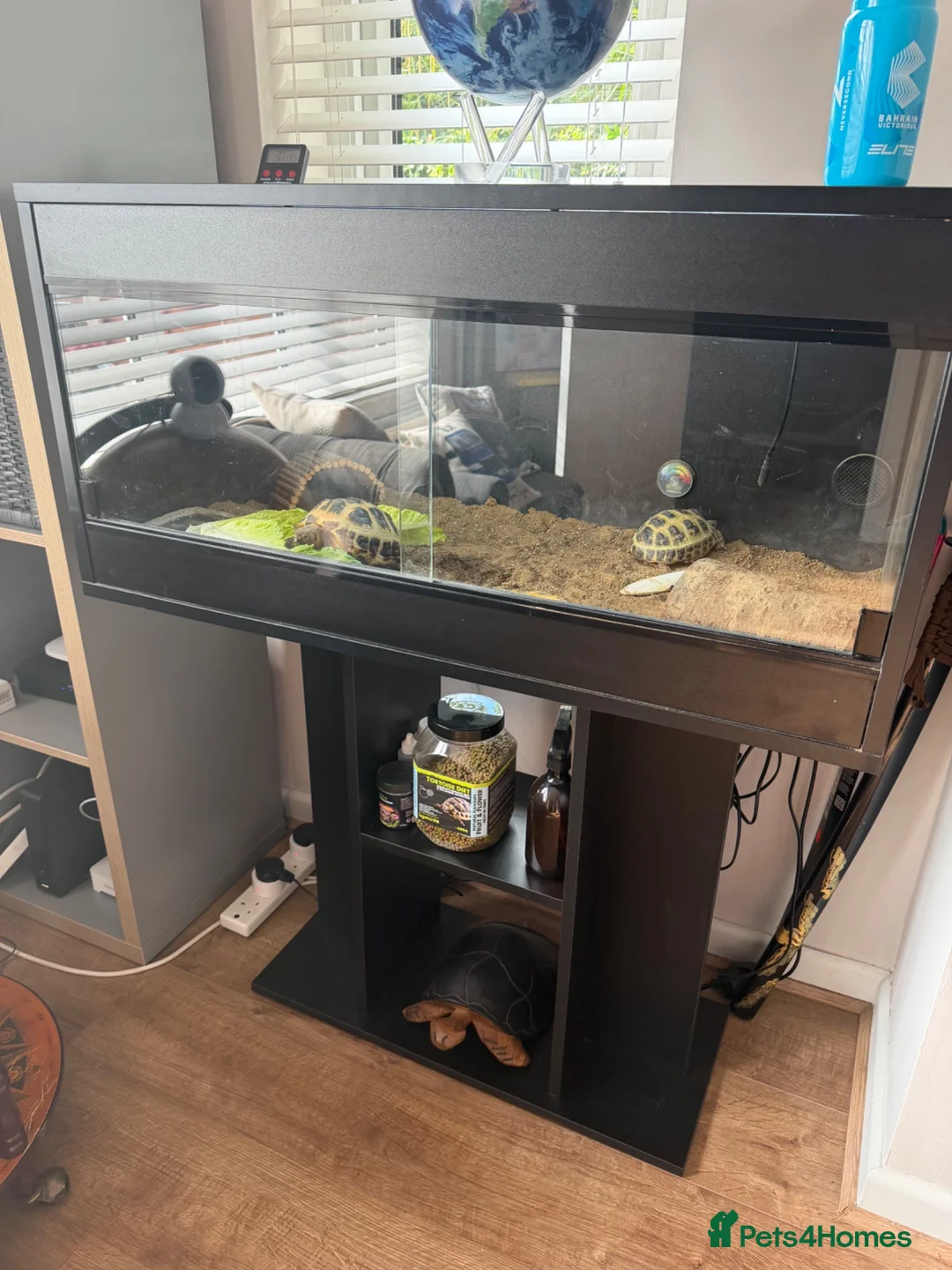 Tortoise reptiles for sale: 2 Horsfield Tortoises + Complete Viv Setup – £400 in Stockport - Advert 1