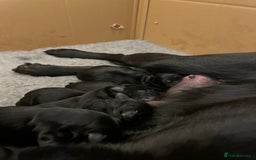 Labrador Retriever dogs for sale: **STUNNING KC LABRADOR PUPPIES**  - Image 2