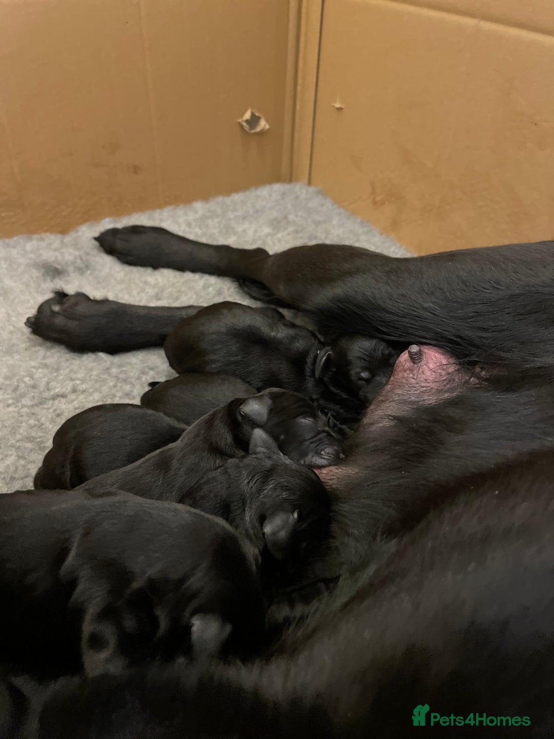 Labrador Retriever dogs for sale: **STUNNING KC LABRADOR PUPPIES**  - Image 2