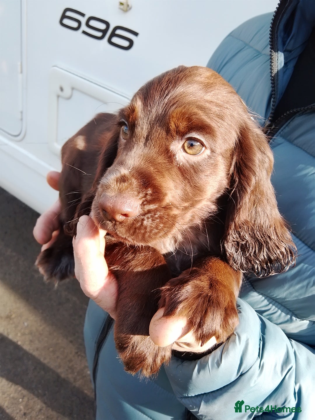 Cocker Spaniel dogs for sale: Working cocker spaniel pups - Image 8