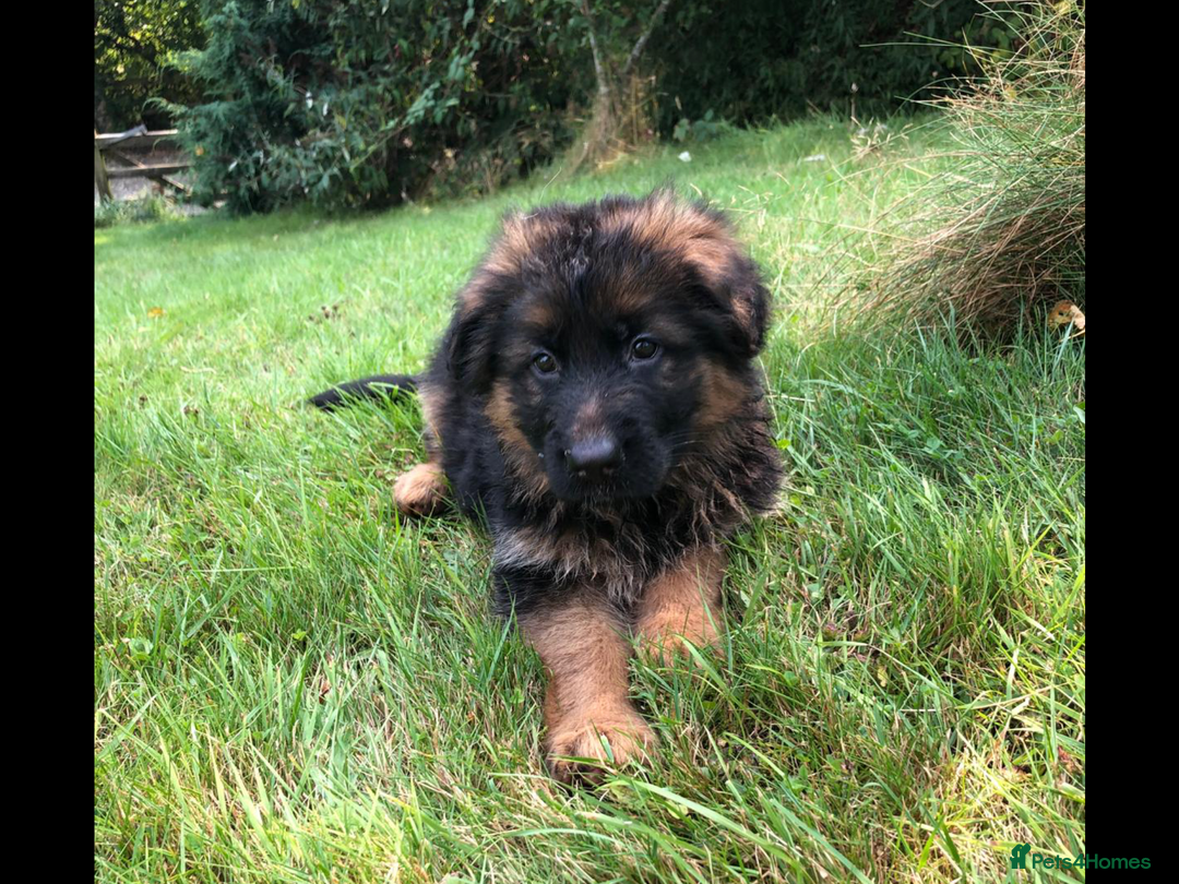 German Shepherd dogs for sale: Beautiful chunky long haired black, tan & red pups - Image 17