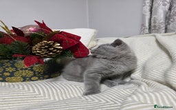 British Shorthair cats for sale:  Gorgeous BRITISH SHORTHAIR MALE  - Advert 9