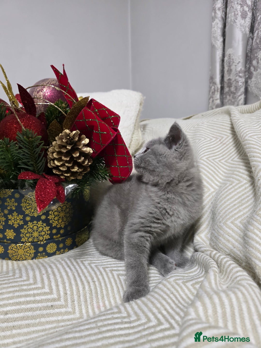 British Shorthair cats for sale:  Gorgeous BRITISH SHORTHAIR MALE  - Advert 9