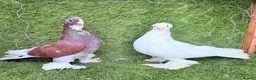 Pigeons birds for sale: Top Quality Strong Breeding Pair – Vaccinated - Advert 3