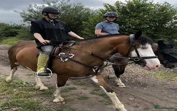 Welsh Section C horses for sale: godebog ulrika 14.2 - Image 2