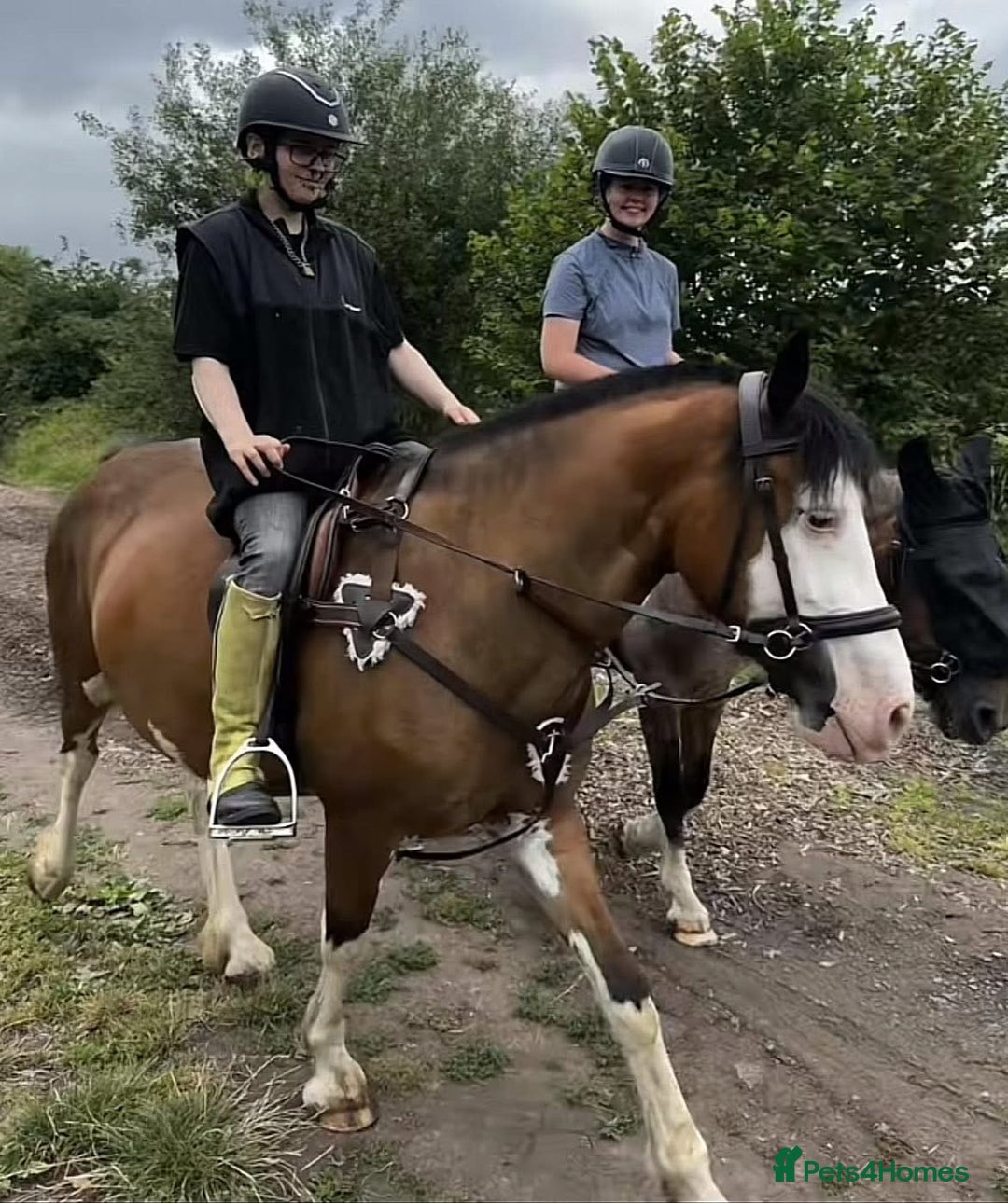 Welsh Section C horses for sale: godebog ulrika 14.2 - Image 2