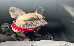 French Bulldog dogs for sale: 3 year old frenchie looking for new home - Image 7
