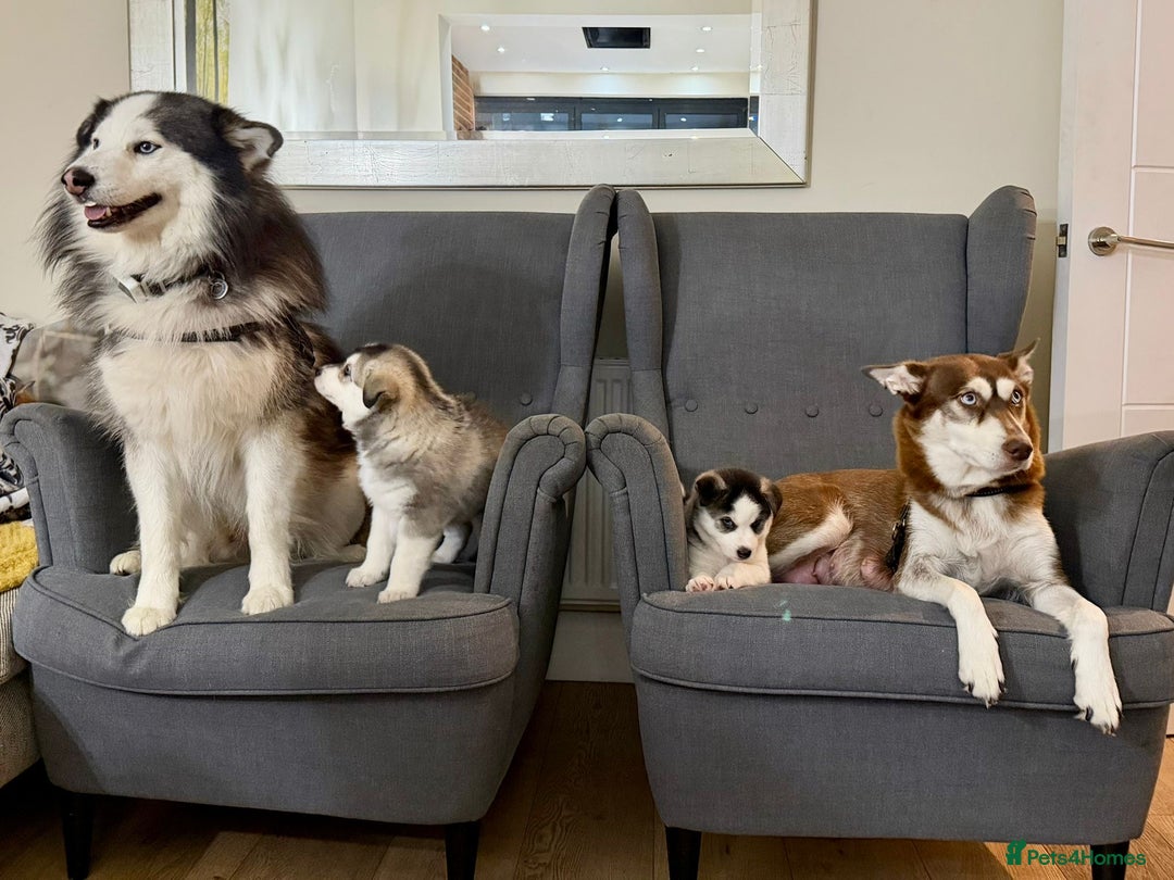 Mixed Breed dogs for sale: Pomsky for sale - Advert 5