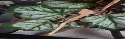 Gecko reptiles for sale: Crested geckos for sale🦎 - Advert 6