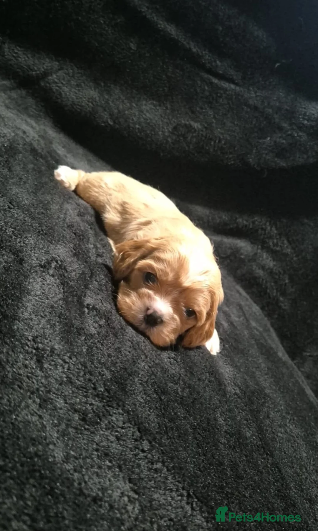 Cava Tzu dogs for sale: Cava-Tzu pups - Advert 28