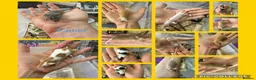 Mouse rodents for sale: 🐭 Friendly Fancy Mice - Males & Females 🐭 - Advert 6