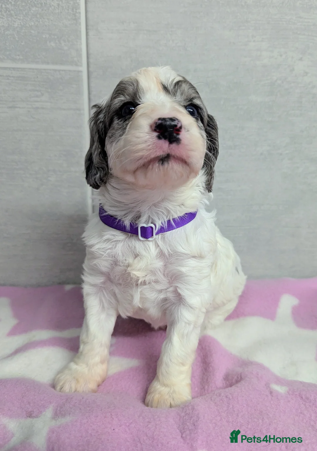 Cockapoo dogs for sale: Merle and Parti fully DNA health tested cockapoos  - Advert 6