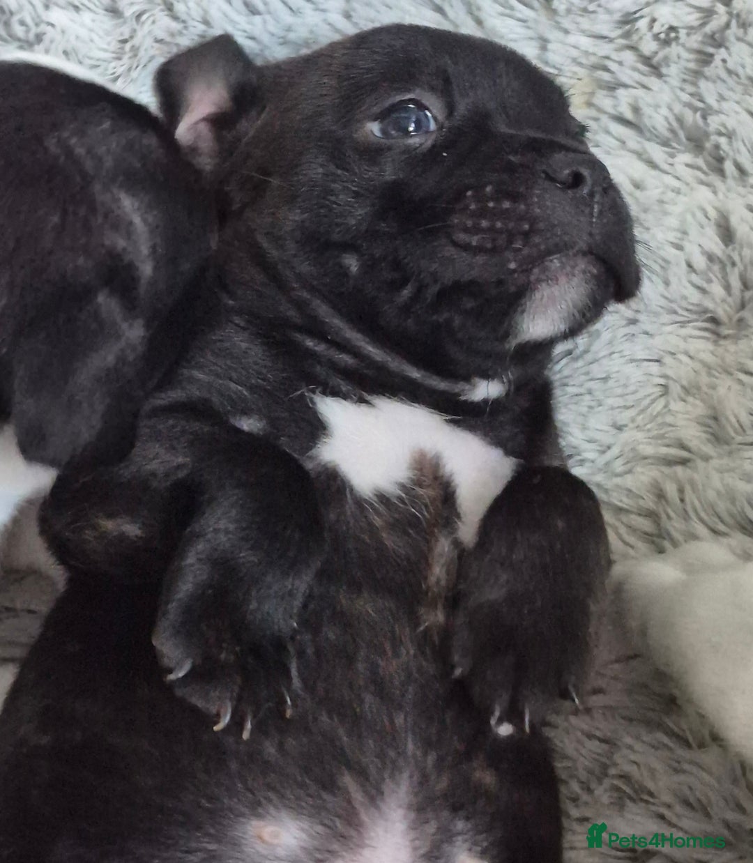 Staffordshire Bull Terrier dogs for sale: DNA HEALTH TESTED STAFFIE PUPPIES, BAER HEARING  - Advert 20