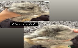 Mini Lop rabbits for sale: Gorgeous Mini Lops x1 available now  - Image 19