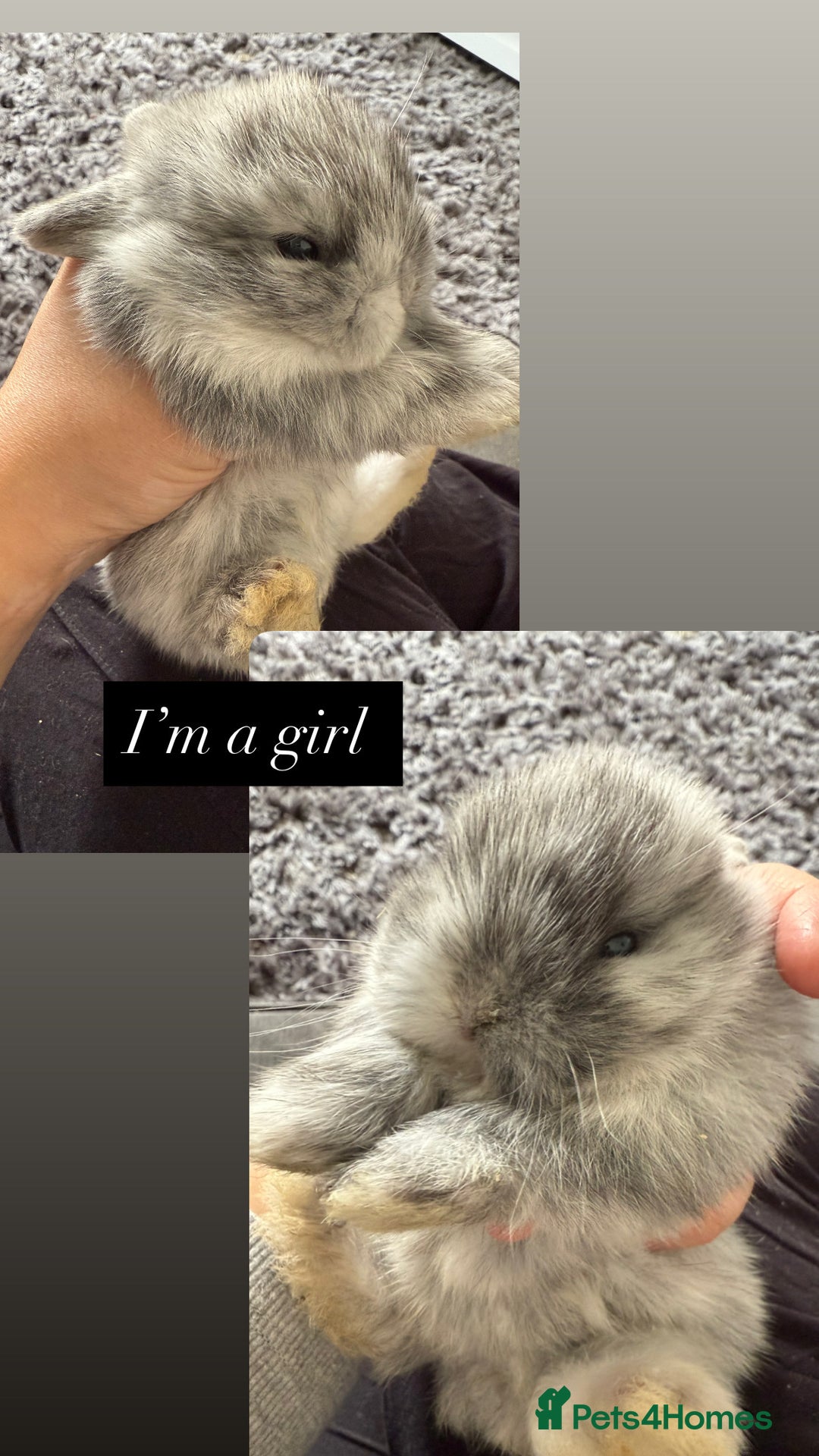 Mini Lop rabbits for sale: Gorgeous Mini Lops x1 available now  - Image 19