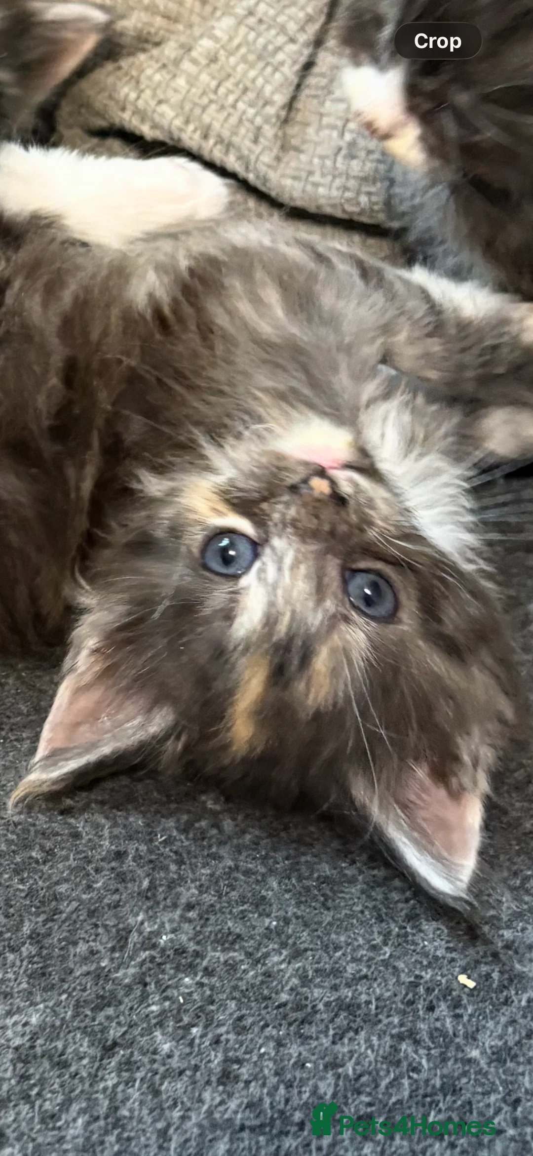 Maine Coon cats for sale: Maine coon - Advert 8