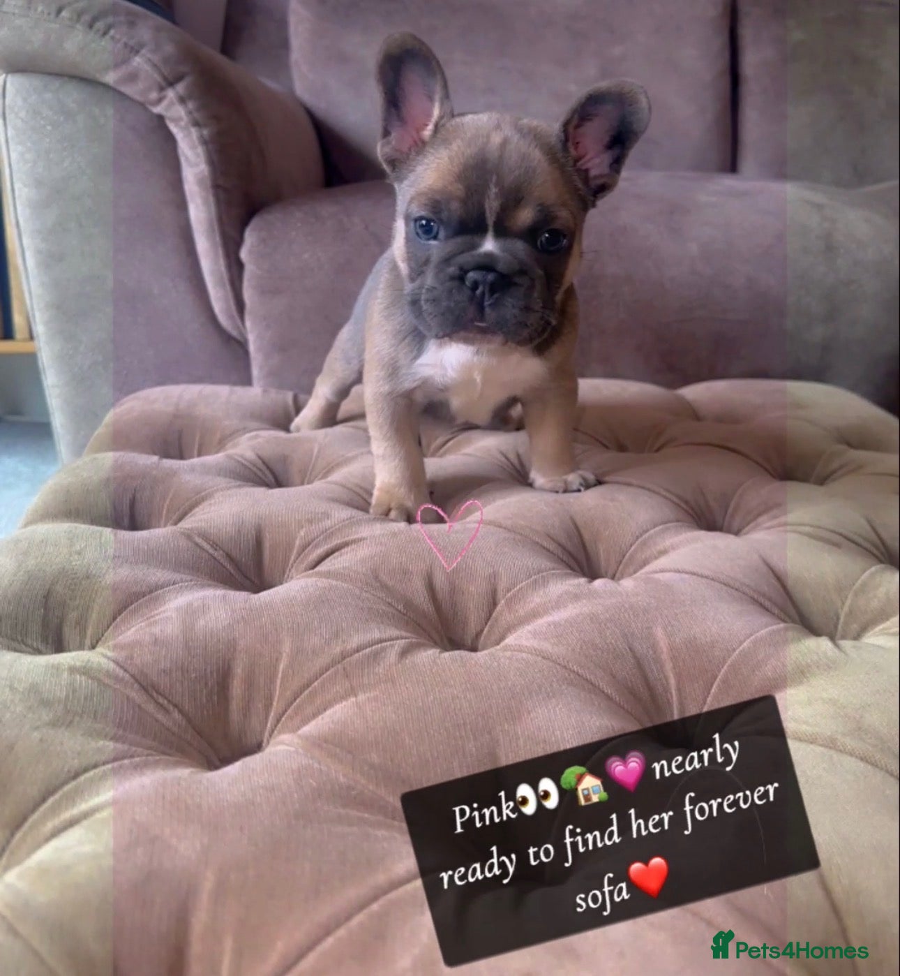French Bulldog dogs L4 FLUFFY FRENCH BULLDOG PUPPIES — 2 AVAILABLE  - Advert 16