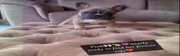 French Bulldog dogs for sale: L4 FLUFFY FRENCH BULLDOG PUPPIES — 2 AVAILABLE  - Advert 1