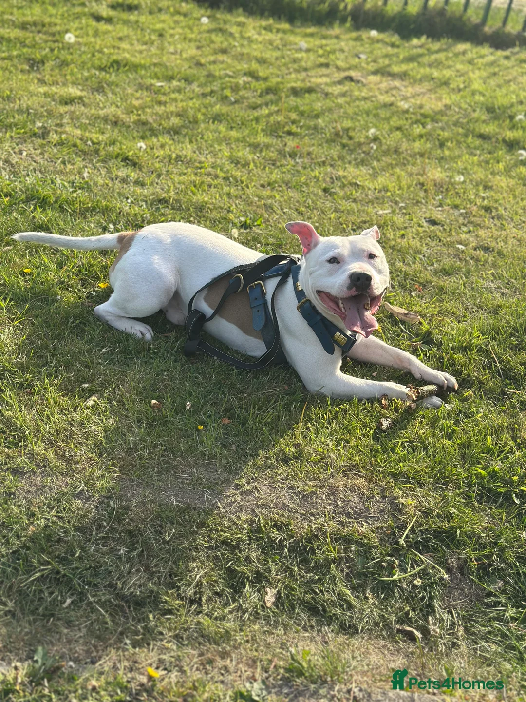 Staffordshire Bull Terrier dogs for sale: Rehoming  in Stockport - Advert 3