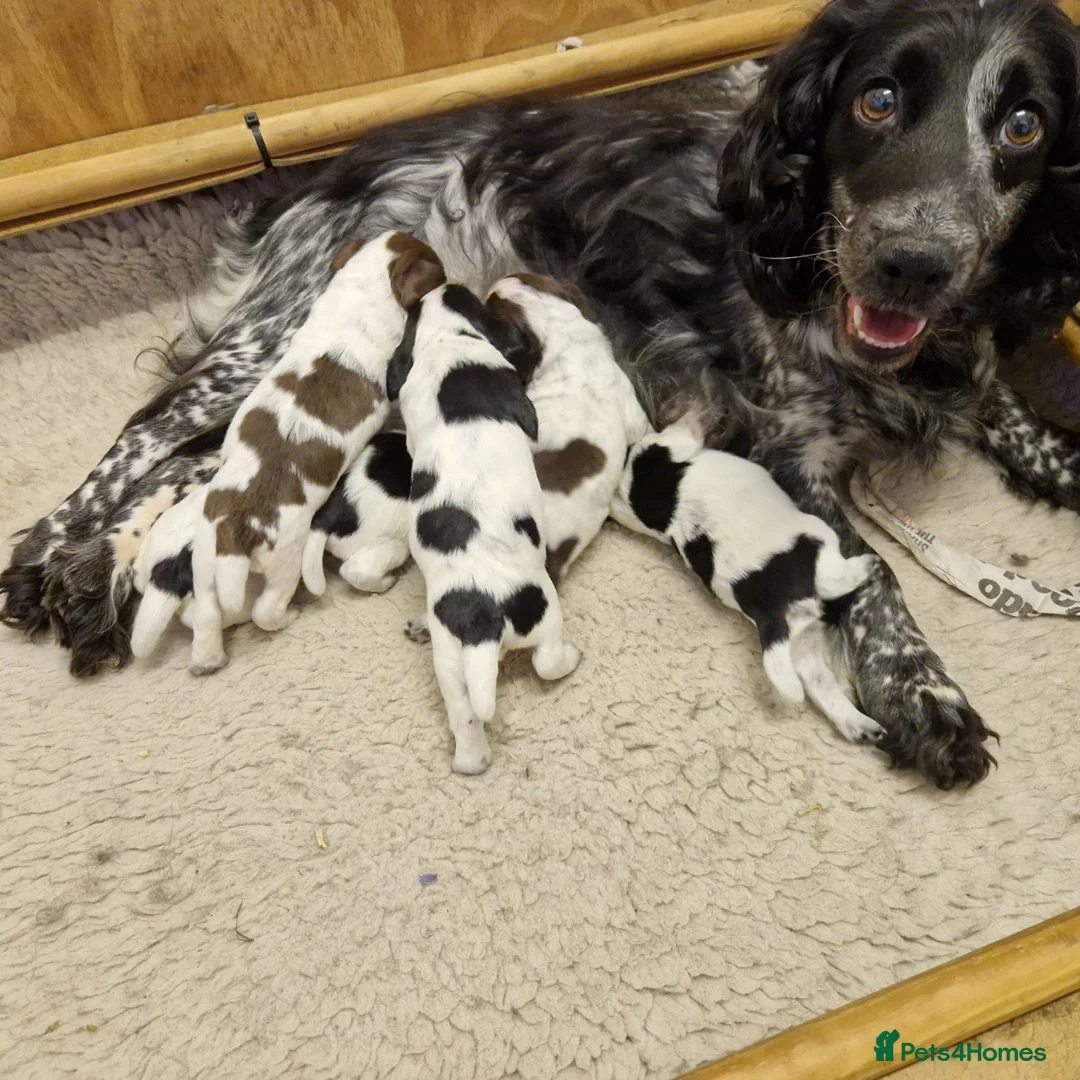 Cocker Spaniel dogs for sale: Working cockers  - Advert 25