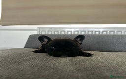 French Bulldog dogs for sale: FrenchAngels 👼🏼🐾 - Image 14