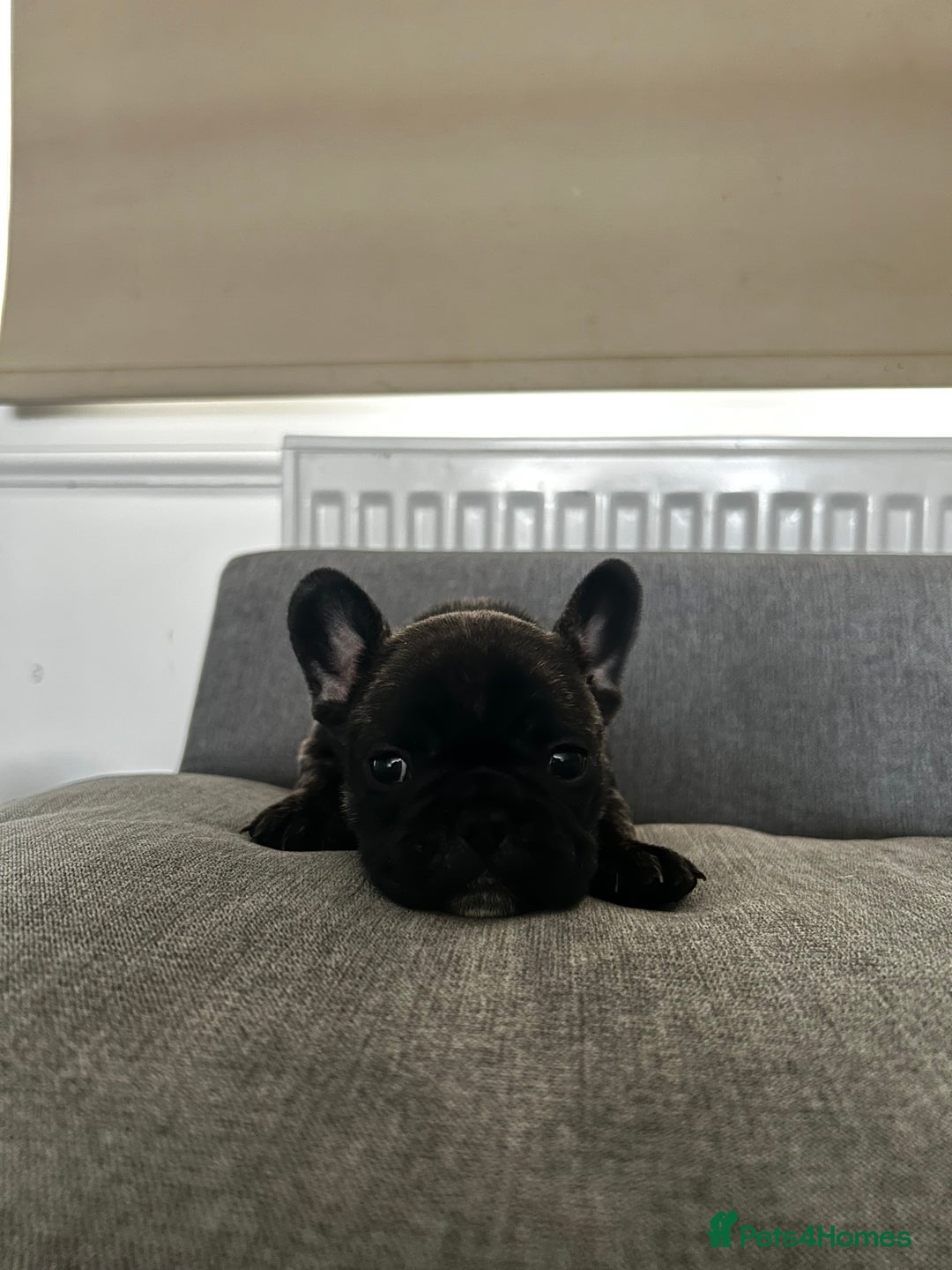 French Bulldog dogs for sale: FrenchAngels 👼🏼🐾 - Image 14