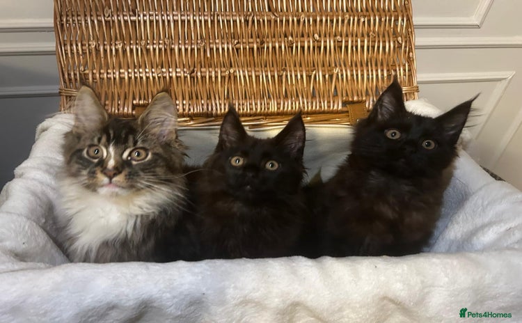 Maine Coon cats - Advert 1