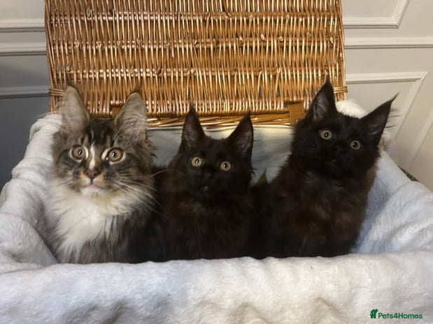 Maine Coon cats - Advert 1