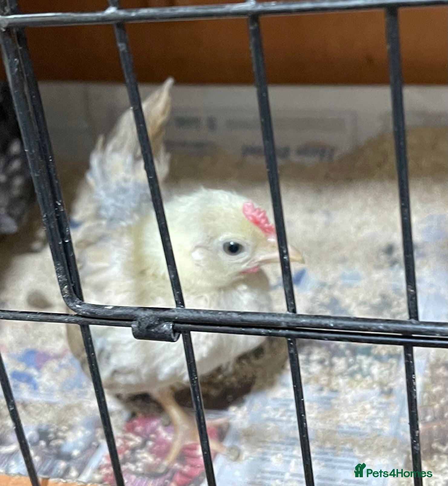 Chickens poultry Mini Serama Chicks - Advert 1