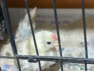 Chickens poultry Mini Serama Chicks - Advert 5