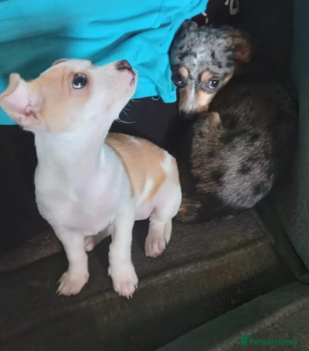 Mixed Breed dogs for sale: Beautiful female puppy - Advert 5