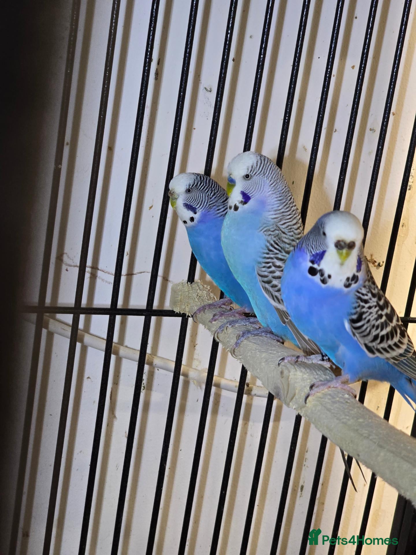 Lovebirds birds 8-12 months old budgies - Advert 1