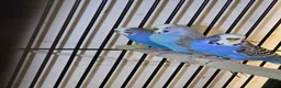 Lovebirds birds for sale: 8-12 months old budgies - Advert 1