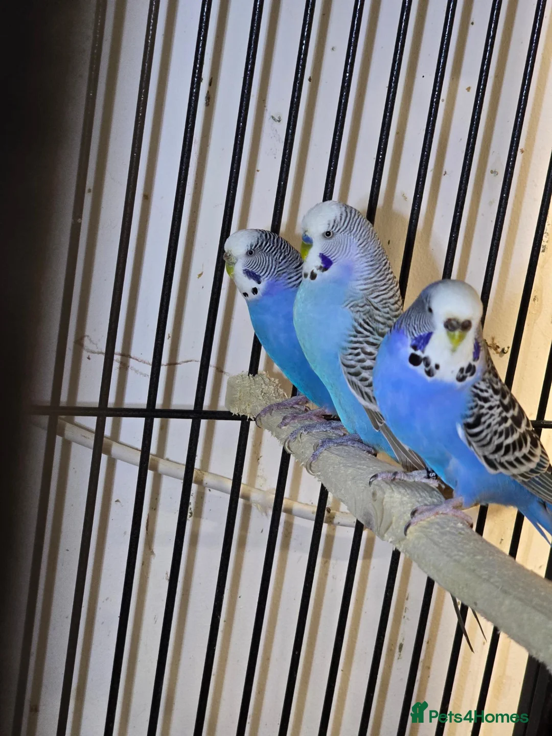 Lovebirds birds for sale: 8-12 months old budgies - Advert 1