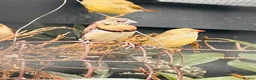 Finches birds for sale: Zebra finch, Bengalese, chestnut breasted manakin  - Advert 4