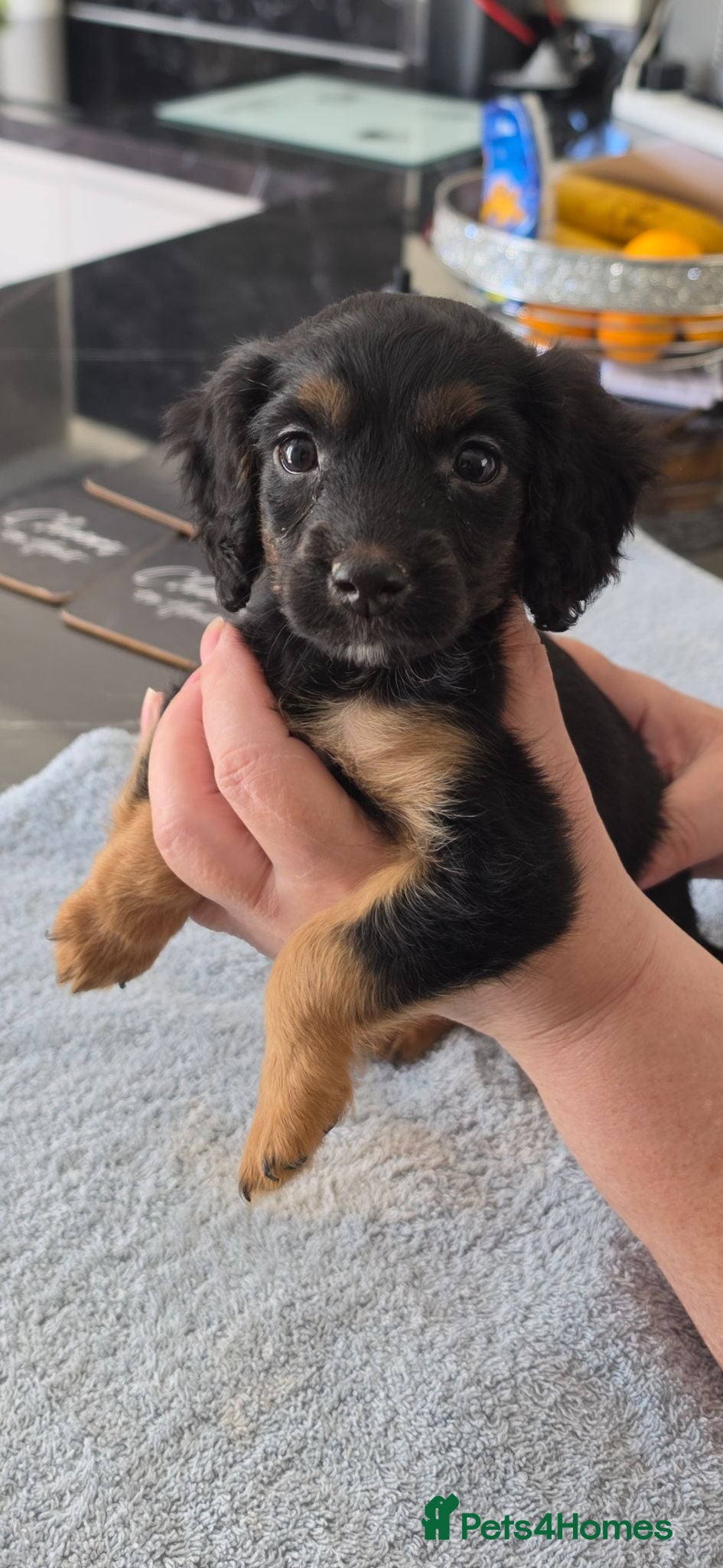 Cockapoo dogs Cockapoo f1 puppys ready now - Advert 10