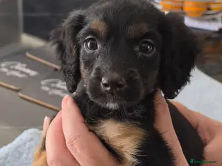 Cockapoo dogs Cockapoo f1 puppys ready now - Advert 10