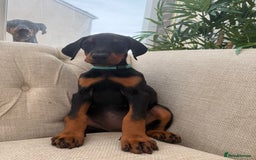 Dobermann dogs for sale: Healthy chunky European Doberman puppies - Image 15